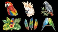 Red macaw parrot with colorful plumage, white cockatoo with yellow crest, gray African grey parrot, tropical flowers with foliage, decorative feathers, and blue-green parakeets isolated on transparent background for t-shirt design, clipart, stickers, and print-on-demand products.