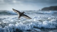 Seagull flying over ocean waves with outstretched wings against stormy sky. Dynamic wildlife photography capturing bird in flight above foamy seawater and dramatic coastline.