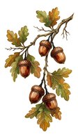 Oak branch with acorns and autumn foliage isolated on white background, ready for fall designs, clipart, and seasonal graphic projects.