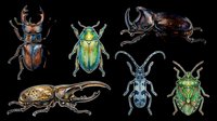 Six detailed beetle and bug illustrations isolated on transparent background, ready for stickers, t-shirt design, print on demand, clipart, and sublimation projects.