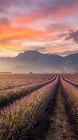 Lavender field rows stretching toward mountains under dramatic sunset sky with pink and orange clouds creating peaceful agricultural landscape.