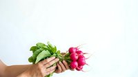 Caucasian male hand holding fresh radishes with green leaves isolated on white background for food, cooking, and organic produce design projects.