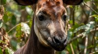 Okapi head portrait showing distinctive facial features and markings in natural forest habitat with dappled sunlight filtering through green foliage.
