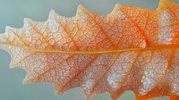 Delicate orange autumn oak leaf skeleton showing intricate vein patterns and natural decay process against soft blue background, macro nature photography.