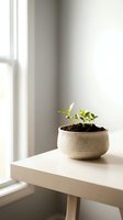 Young green seedlings growing in woven basket planter on wooden table by window in bright minimalist interior for home gardening and plant care.