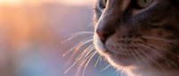 Close-up of tabby cat face with whiskers illuminated by warm sunset light, suitable for pet care, animal wellness, and feline-related content.
