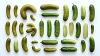 Fresh green pickled cucumbers and gherkins arranged in organized rows on white background, perfect for culinary designs and food packaging projects.