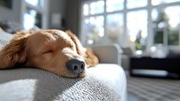 Sleeping golden retriever dog resting peacefully on gray couch in sunlit living room, close-up view of muzzle showing serene expression and soft fur.