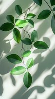 Fresh green leaves casting soft shadows on white wall, natural sunlight creating minimalist composition with elegant branch pattern and light interplay.