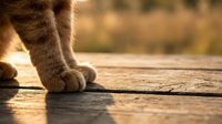 Close-up of cat paws on wooden surface with warm sunlight, suitable for pet care, animal behavior, and feline-themed content projects.