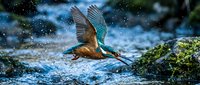 Kingfisher bird flying over water with spread wings and water droplets splashing around creating dynamic wildlife scene in natural habitat.