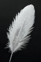 White feather with water droplets on black background creating elegant minimalist nature composition for wellness and spiritual design projects.