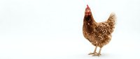 Brown hen chicken standing isolated on white background for poultry farm design and agricultural marketing materials.