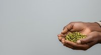 Hands holding fresh green mung beans or legumes against neutral background, suitable for food, nutrition, agriculture, and healthy eating content.