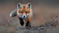 Red fox walking through autumn heather and dry grass on blurred natural background, close up portrait with direct eye contact and soft lighting.