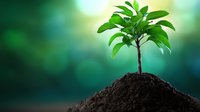 Young green plant growing from soil heap against blurred emerald background with bokeh lights, representing growth, new beginnings and environmental care.
