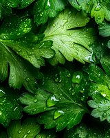 Fresh parsley leaves covered with morning dew drops and water droplets in macro photography, showing natural texture and vibrant green color. For food and nature designs.