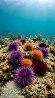 Colorful purple and orange sea urchins clustered on a rocky ocean floor with sunlight filtering through clear blue water above.