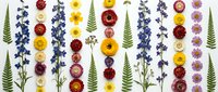 Colorful pressed flowers and ferns arranged in vertical rows on white background. Botanical collection includes delphiniums, daisies, poppies and greenery for crafts.