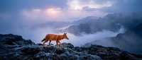 Wild red fox walking on rocky mountain terrain during dramatic sunset with misty clouds and purple sky creating moody atmospheric landscape scene.