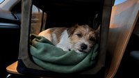 Terrier mix dog resting in open pet carrier with green blanket during travel, suitable for pet care, transportation, and animal wellness content.