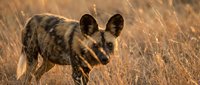 African wild dog in golden grassland during sunset with warm lighting creating natural wildlife photography for conservation and nature projects.