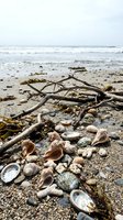 Driftwood branches and seashells scattered on sandy beach shore with ocean waves and seaweed under overcast sky for coastal nature designs.