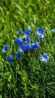 Blue flax flowers blooming in natural green grass meadow during spring season for gardening and landscaping projects.