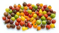 Colorful assortment of heirloom cherry tomatoes in various sizes and colors including red, yellow, orange, green and purple varieties isolated on white background.