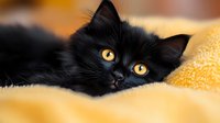 Adorable black cat with bright yellow eyes peeking out from soft yellow blanket, creating cozy and warm atmosphere for pet photography and home comfort themes.