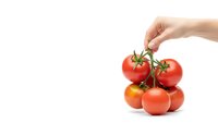 Hand holding fresh red tomatoes on vine isolated on white background for healthy cooking and organic food concepts.