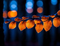 Orange autumn leaves on branch backlit against blurred blue bokeh background creating magical nature contrast in evening light. Seasonal foliage glows warmly.