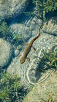Small lizard swimming in clear shallow water with ripples and aquatic plants creating natural pond ecosystem habitat for wildlife photography.