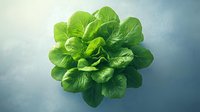 Fresh green butterhead lettuce with tender leaves viewed from above on blue gradient background, organic produce for healthy eating and food photography.