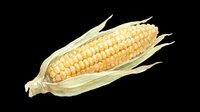 Ear of corn with husks isolated on transparent background, ready for clipart, t-shirt design, stickers, print-on-demand products, and sublimation projects.