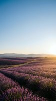 Vast lavender field in full bloom stretches toward distant mountains at golden hour sunrise, with winding path through purple flowers and clear sky above for agricultural and nature themes.