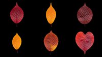 Autumn leaves in red, orange, and burgundy tones isolated on transparent background. Ready for t-shirt designs, clipart, stickers, sublimation, and print-on-demand projects.