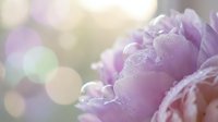 Soft purple and pink flower petals covered in fresh water droplets with blurred bokeh background, suitable for spring, nature, and wellness design projects.