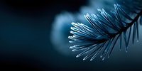 Frost-covered pine needle branch with ice crystals in winter cold weather creating natural seasonal decoration against dark blue background.