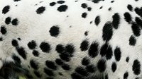 Close-up of dalmatian dog coat with distinctive black spots on white fur texture, suitable for pet, animal, and veterinary design projects.