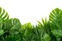 Tropical green leaves border frame with monstera, palm and philodendron foliage on white background, isolated bottom edge design element.