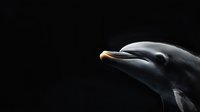 Bottlenose dolphin profile against black background, highlighting sleek gray skin and distinctive beak shape, creating dramatic contrast for wildlife and marine life projects.