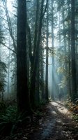 Misty forest path winding through towering evergreen trees with dappled sunlight filtering through dense canopy, ideal for nature, travel, and outdoor adventure projects.
