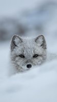 Arctic fox with piercing eyes emerging from fresh snow in winter wilderness habitat showcasing natural wildlife behavior and cold climate adaptation.