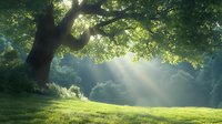 Magical morning sunbeams pierce through green tree branches onto misty meadow creating atmospheric nature landscape with dramatic light rays and fresh grass.