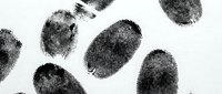 Fingerprints scattered on white background, forensic evidence for criminal investigation, law enforcement, security, and identification purposes.