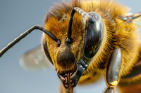 Extreme close-up macro photography of honey bee head showing detailed compound eyes, antennae, and golden-brown fuzzy body against blurred background.