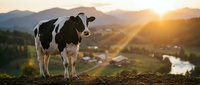 Black and white dairy cow standing on hillside overlooking rural valley at golden hour sunset with mountains in background for agriculture concepts.