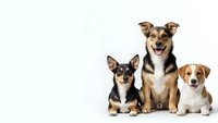 Three adorable dogs of different breeds sitting together on white background, isolated for pet care and veterinary design projects.
