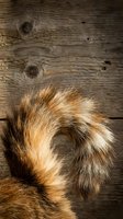 Fluffy curled fox tail with golden brown fur resting on rustic weathered wooden planks, natural wildlife detail close-up.